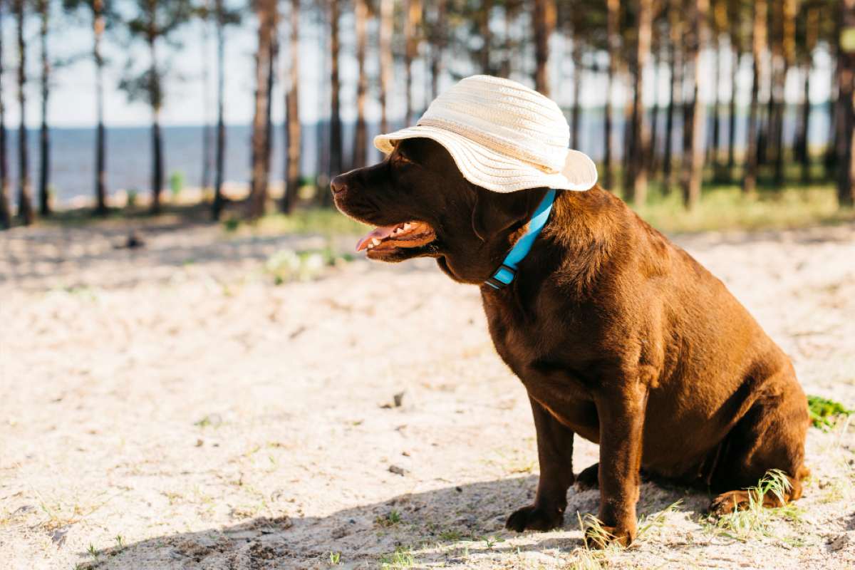 Perro en la playa